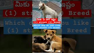 Which dog do you like (1) street (2) Breed ------- మీకు ఏ డాగ్ ఇష్టం (1) street (2) Breed