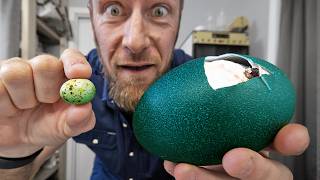 We Hatched the SMALLEST and BIGGEST Eggs