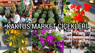 KAKTÜS MARKET 🌵🌺#kaktüs#sukulent#çiçek