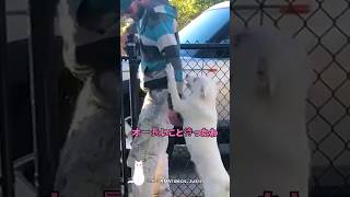 目と耳が不自由な犬が飼い主を歓迎する方法