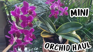 MINI ORCHID HAUL FROM JAMAICA : Native Orchids to Jamaica and a Variegated Orchid