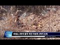 아시아뉴스통신tv 흑염소 4마리 물어 죽인 야생개 2마리 포획