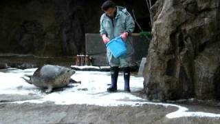 旭山動物園　あざらし館　もぐもぐたいむ