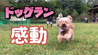 ドッグラン行ったらこんな愛犬を初めてみましたw【トイプードル/マルプー】