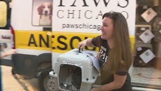 PAWS Chicago welcomes 52 pets rescued from Hurricane Ian