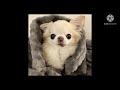 thats just my baby doge remix