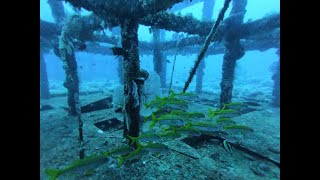 綠島GreenIsland |水肺潛水ScubaDiving | 世界級潛點| 鋼鐵礁