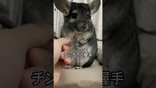 【チンチラ】握手してたら…（#Shorts）#chinchilla