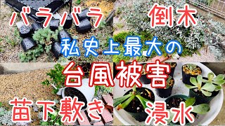 [多肉植物]台風14号すごかった！我が家の台風被害！