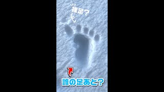 雪国で発見した足あと👣 靴は❓❗️・・・ #shorts