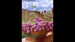 Very Impressive and so beautiful succulents | So amazing and beautiful