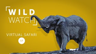 Playtime interrupted | WILDwatch Virtual Safari Ep 17