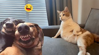 Funny Dogs And Cats s 2024 😅 - Best Funniest Animal s Of The week #8