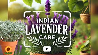 Indian Lavender Plant Care || Complete Guide for Beginners || How to Grow Lavender Plant in Telugu