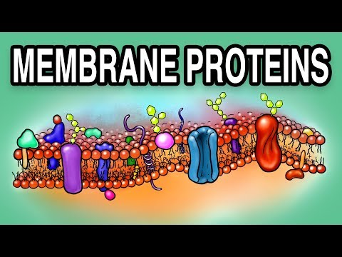 How are cell membrane proteins synthesized?