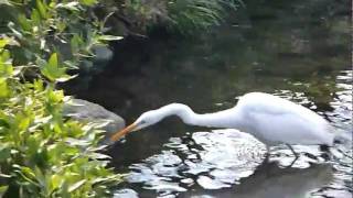 20120213ダイサギ：Great Egret daisagi