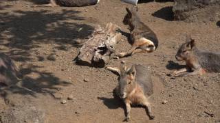 マーラー　伊豆シャボテン動物公園に行って来ました～！　2017年3月19日　00239