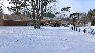 札幌 円山 冬季雪山登山 動物園コース 登山フル動画 2019年12月8日撮影