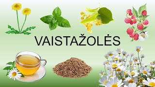 VAISTAŽOLĖS IR JŲ NAUDA