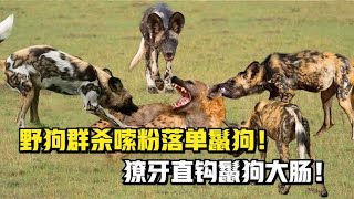 野狗群杀嗦粉落单鬣狗！獠牙直钩鬣狗大肠！狼狈鬣狗跳河逃生