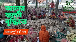 আলু চাষ পদ্ধতি। (পর্ব ২) ব্রাক  ডায়মন্ড। আলু লাগানো। আলু বীজ শোধন। সার।@withkhalid.