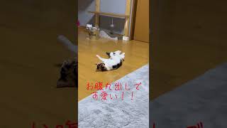 お腹丸出しれおちゃん #三毛猫 #猫 #茶トラ