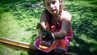 Raising Australian Spotted Ducks: Week 2