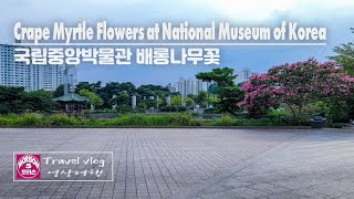 [4K] Crape Myrtle Flowers at National Museum of Korea // 국립중앙박물관 배롱나무꽃 // Travel Vlog // 모리슨 영상여행