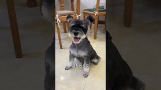 雪纳瑞的特点你知道多少/How much you know about the Schnauzer?