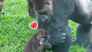 小金剛Jabali很愛爸爸迪亞哥Little gorilla Jabali loves dad D'jeeco so much