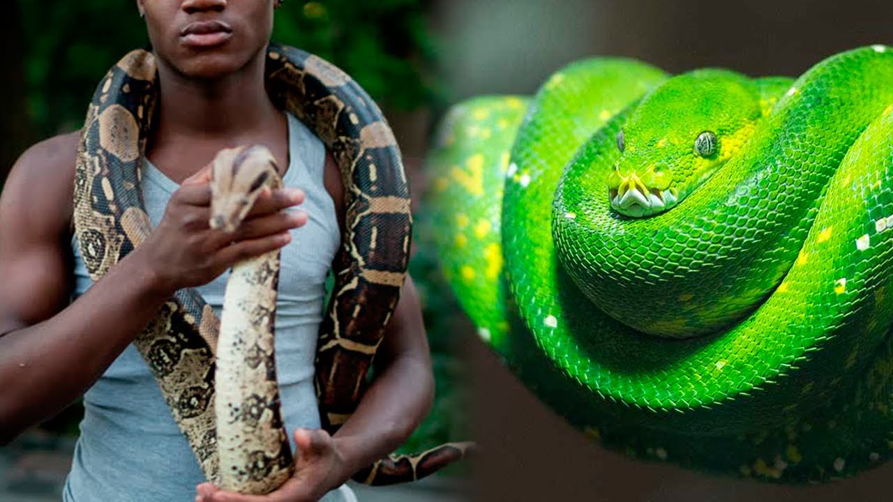 10 SNAKES You Can Have As A PET 🐍 - YouTube