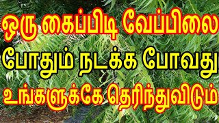 ஒரு கைப்பிடி வேப்பிலை போதும் நடக்க போவது உங்களுக்கே தெரிந்துவிடும்| Sattaimuni Nathar