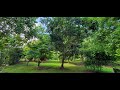 Gifford Arboretum Audio Tour Stop #12: Anacardiaceae and Oxalidaceae