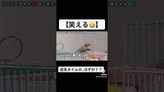 【笑える】鳥ということを忘れた鳥たち #鳥のいる暮らし #キンカチョウ #kawaii #癒し #zebrafinch #癒し動画 #小鳥 #ダサかわ #ジュウシマツ #十姉妹 #かわいい