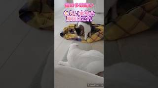 【猫の多頭飼い】足元で喧嘩する猫、そして主はたまにもらい事故にあう #猫 #ねこ #猫のいる暮らし #多頭飼い #白猫 #ハチワレ #デブ #キジトラ #喧嘩 #事故 #原因 #多頭飼い猫