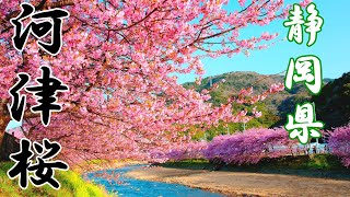 🌸河津桜散策🌸　静岡県河津町2022 今年の桜は勝手が違いました