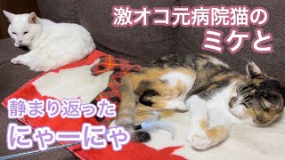 【閲覧注意】病院大嫌いになった元病院猫ミケちゃんと、甘んじて受け入れてくれるにゃーにゃさんの日常