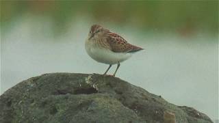 アメリカヒバリシギ（1）稀な迷鳥（アラスカ・セントポール島ほか） - Least Sandpiper - Wild Bird - 野鳥 動画図鑑