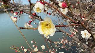 節分に我れ先ひらく梅の花　2024長岡天満宮・八条ヶ池