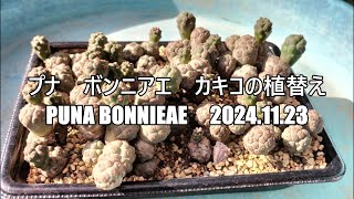 プナ　ボンニアエ　カキコの植替え　Puna bonnieae　2024 11 23