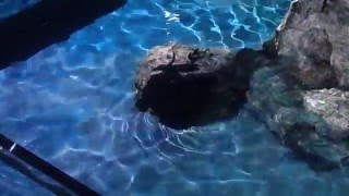 ペンギン×プロジェクションマッピング＝ペンギンピクニック｜すみだ水族館（2階から）