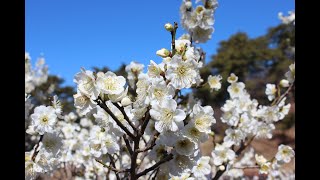 2025 2 大倉山公園へ 初めての観梅散策へ♪（神奈川県横浜市港北区）