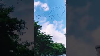 இதயம் வடிவில் அழகாய் பறக்கும் பறவைகள்/ Birds fly like beautiful hearts shapes /Thinkwithsv