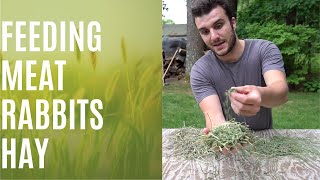 Feeding Meat Rabbits Pt. 2: Feeding Hay