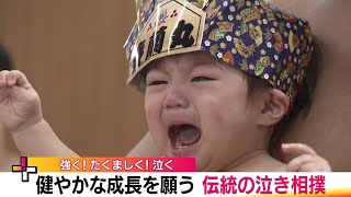 泣けば泣くほどたくましく…健やかな成長を願う伝統の「泣き相撲」兄弟対決も＜福島・伊達市梁川町＞ (24/08/12 19:20)