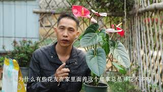 家庭养红掌，怎么养开花就是少，就是因为有一“怕”