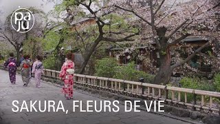 Au Japon,  cet arbre est synonyme de renaissance, de vie et d’espoir