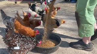 Organic Chicken Feed for Stronger Shells \u0026 Consistent Egg Production