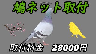 🕊鳩ネット取付方法🕊自分で取り付けるベランダネット🕊Hachigori🐝🦍TV