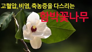 해수, 비염, 측농증을 다스리는 함박꽃나무 exported